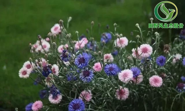 花卉種子,一年生花卉種子