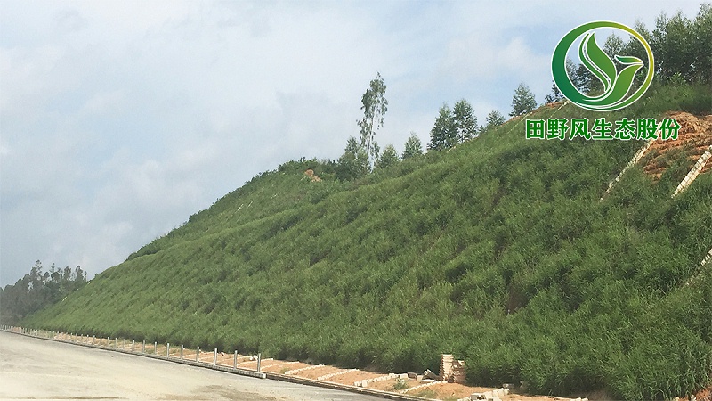 高速公路綠化，生態(tài)防護(hù)