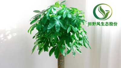 以下幾種綠植，絕對(duì)能幫您擺脫沉悶的環(huán)境！