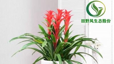 送你一朵小紅花，年前養(yǎng)這些年花”寓意紅紅火火、喜慶吉祥！