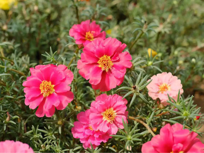 太陽(yáng)花種子種多久開花？