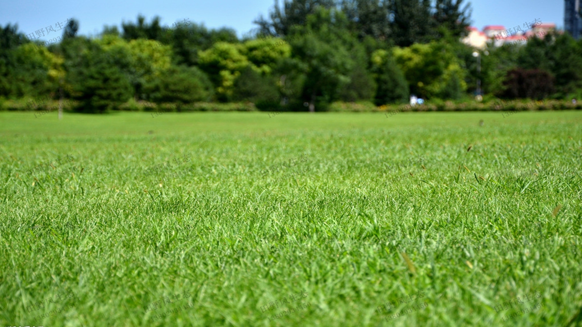 北方地區(qū)種植草坪可以選擇哪些草坪草種籽？