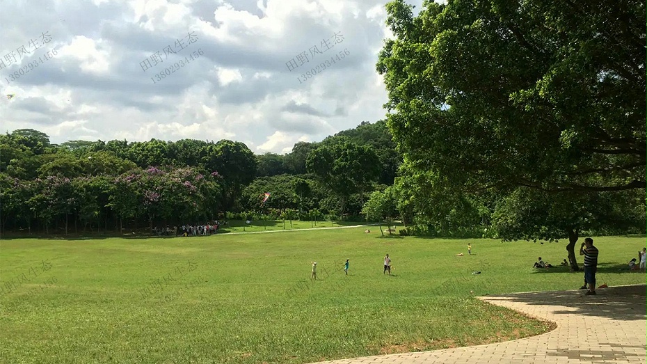 草坪建植與養(yǎng)護(hù)管理