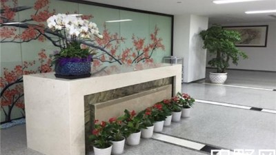 辦公室綠植租擺價格一般要多少？