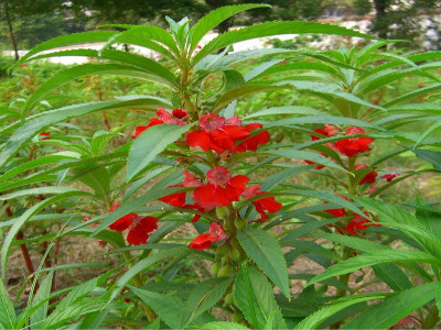 帶你走進兒時的回憶，鳳仙花種子種植方法