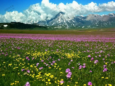 西蜀風(fēng)情野花組合