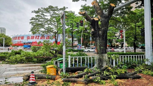 室外大樹(shù)修剪