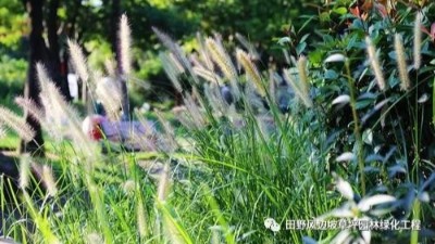 公路邊坡綠化狗尾巴草，也可以美成一種藝術(shù)