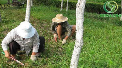 廣州多雨季節(jié)時，如何做好綠化養(yǎng)護？