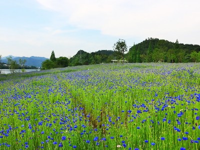 矢車菊是什么花種